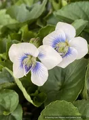 Viola ‘Blueberry Blush’, Violet