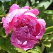 ‘Alexander Fleming’ Peony