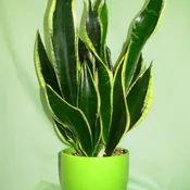 SANSEVIERIA PLANTER  NEW-P51
