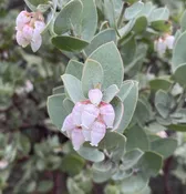 Arctostaphylos luciana 'Marshmallow Vibes' CA22-8, Santa Lucia Manzanita