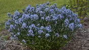Amsonia Blue Ice