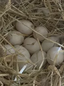 Free Range Duck Eggs — Folls Flowers