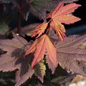 Acer circinatum 'Burgundy Jewel' Japanese Maple