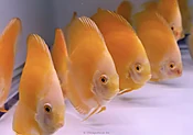 4.0-4.5" Golden