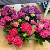 Hydrangea plant