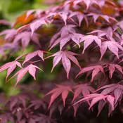 Acer palmatum 'Bloodgood' (Japanese Maple)