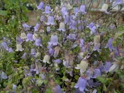 Symphyandra zanzegura syn Campanula zanzegura   Ring bellflower, Rock bellflower    Z 5-10