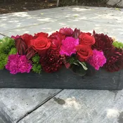 Dahlias delight