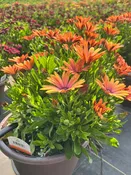 10" Osteospermum