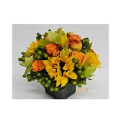 Cymbidium Sunflower Rose Unique