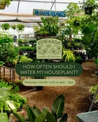 How Often Should I Water My Houseplant? October 17 At 1Pm