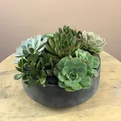 Jade Succulent Garden