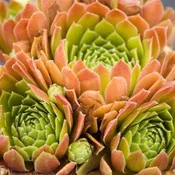 Gloriosum