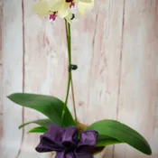 White or Purple Orchid