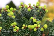 Abies balsamea 'Piccolo' Balsam Fir