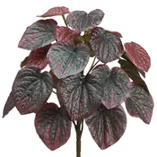 11" Pepperomia Plant Burgundy