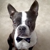 SOX