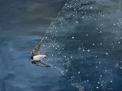 The Swallow Who Carried the Stars — Nova Constellatio Gallery