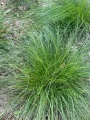 Carex appalachica / Appalachian Sedge — Franks Perennial Border