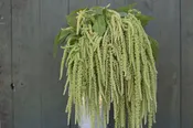 Amaranthus ‘Emerald Tassles’