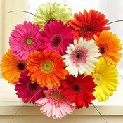 Birthday BR-A005