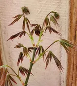 Bronze Age Japanese Maple