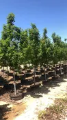 Acer Tataricum Rugged Charm®