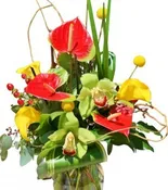 ANTHIRIUM ACCENT