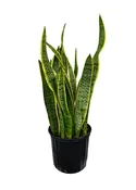 10″ Sansevieria Snake Plant
