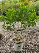 Decadence® Deluxe Pink Truffles False Indigo