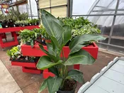 10" Strelitzia White Bird of Paradise
