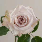 Beige/Sand Aly Roses