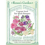 ‘Anytime Mix’ Fragrant Stock Seeds