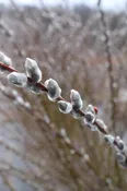 "Giant White" Pussy Willow Cuttings