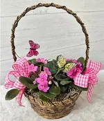 AFRICAN VIOLETS DRESSED TO IMPRESS :)