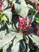 Alba Variegata Caricature Plant (graptophyllum pictum)