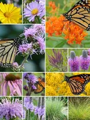 64 Plant Monarch Garden for Dry Soils