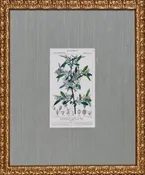 ANTIQUE BOTANA IV