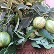 Centennial Variegated Kumquat Semi-Dwarf Tree