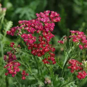 New Vintage™ Red Yarrow (Achillea)