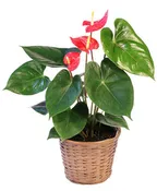 ANTHURIUM