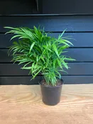 Chamaedorea Elegans ‘Parlor Palm’ 4” Pot — YELO APLE