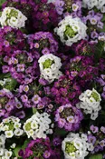 Alyssum Clear Crystal Mix CT