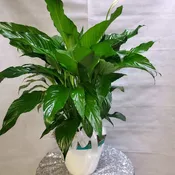 Gorgeous Greens