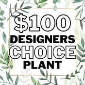 Designer's Choice Plant Sympathy - $100