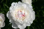 Peony 'Festiva Maxima' Bare Root — Gardenwerks