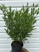 1 Gallon Frostproof Gardenia Shrub: Fragrant White Flowers
