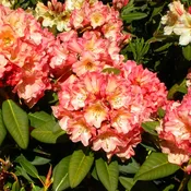 Honey Butter Rhododendron