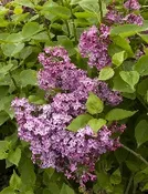 Syringa vulgaris ‘Declaration’