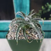 Dyckia Brittle Star